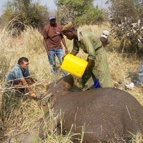 Elephant darting team