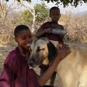 Ruaha guardian livestock dogs