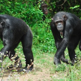 Chimp sanctuary