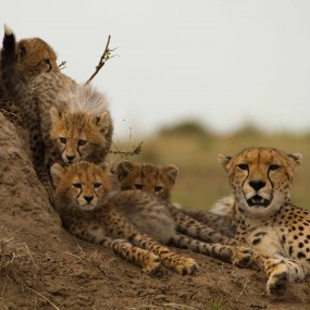 Cheetah family