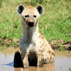 Hyena