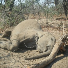 Elephant snared