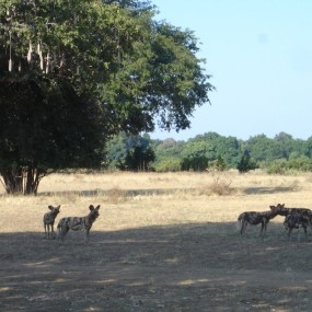 Painted Hunting Dog