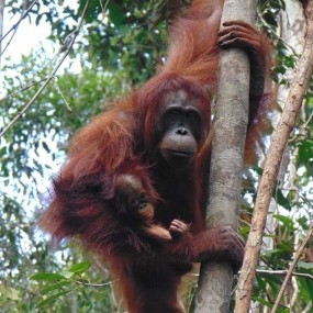 Reintroduced female orangutan Hola with her wild born infant Happy