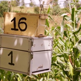 Beehive Fence