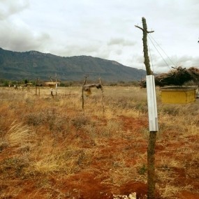 A completed beehive fence