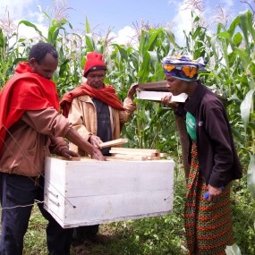 Beehives in action