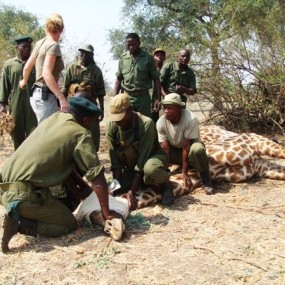 Darting team with giraffe